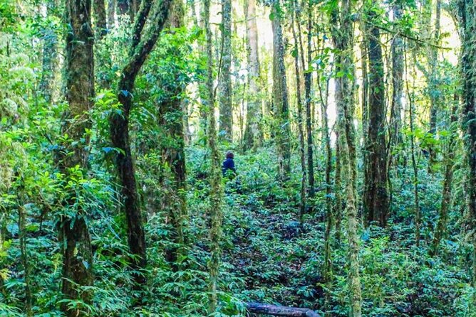 Chiang Mai: Doi Inthanon Full Day Tour - Good To Know