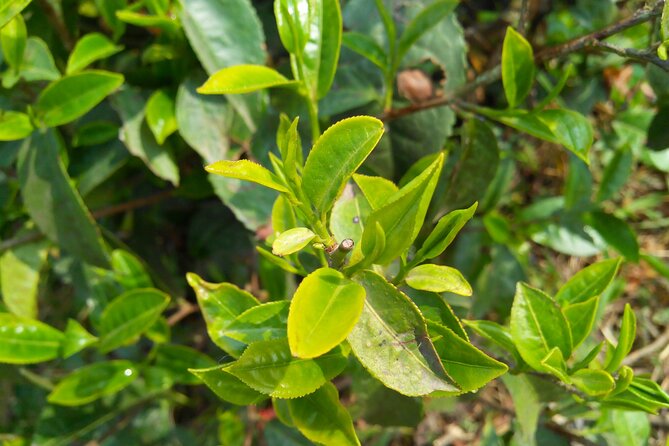 Darjeeling & Gangtok Tour - Good To Know