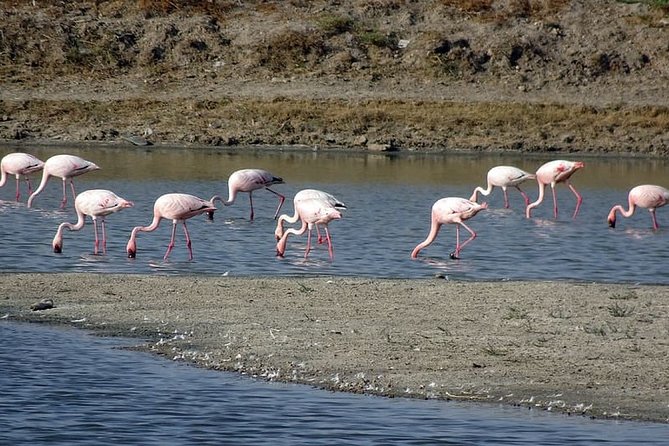 Day Excursion to Little Rann of Kutch From Ahmedabad - Good To Know