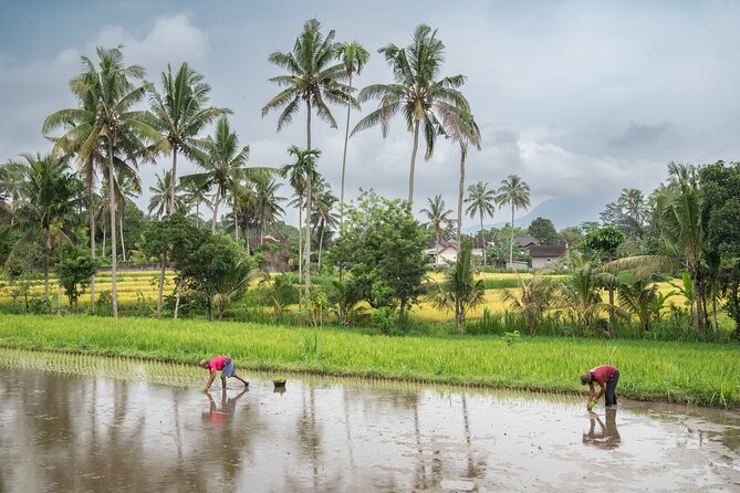 Day in the Life of a Balinese Farmer Immersion Tour - Good To Know