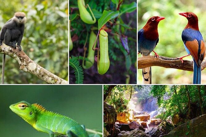 Day Tour to Sinharaja Rain Forest - Good To Know