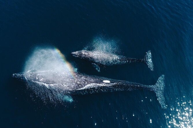 Dolphin and Whale Watching in Negombo - Location and Start Time