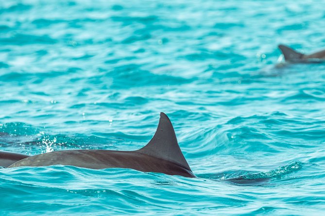 Dolphin Cruise in Dhiffushi - Good To Know