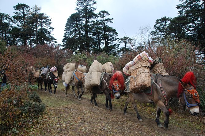 Druk Path Trek in Pristine Bhutan - Good To Know