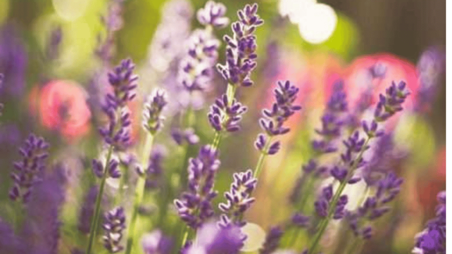 Ecoherbes - Guided Visit to the Botanical Garden - Overview of Ecoherbes Park