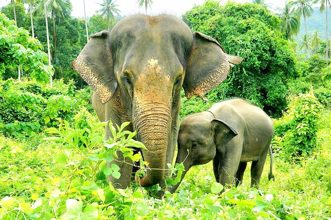 Elephant Care Experience - Good To Know