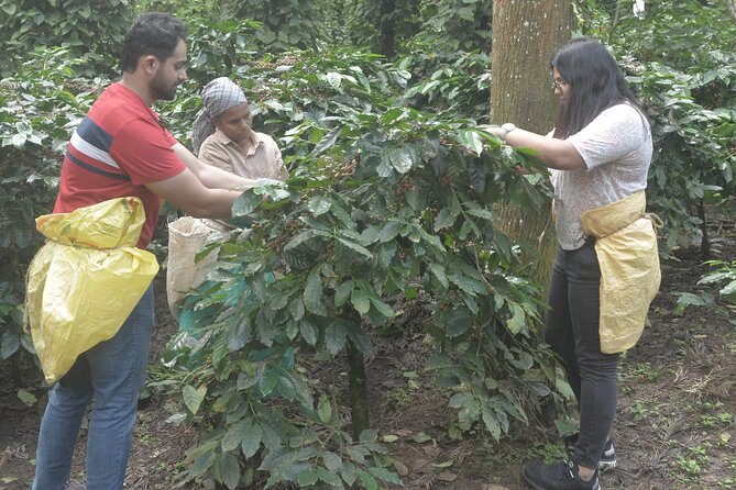 Five Farms Coffee-Farm to Cup Journey - Good To Know
