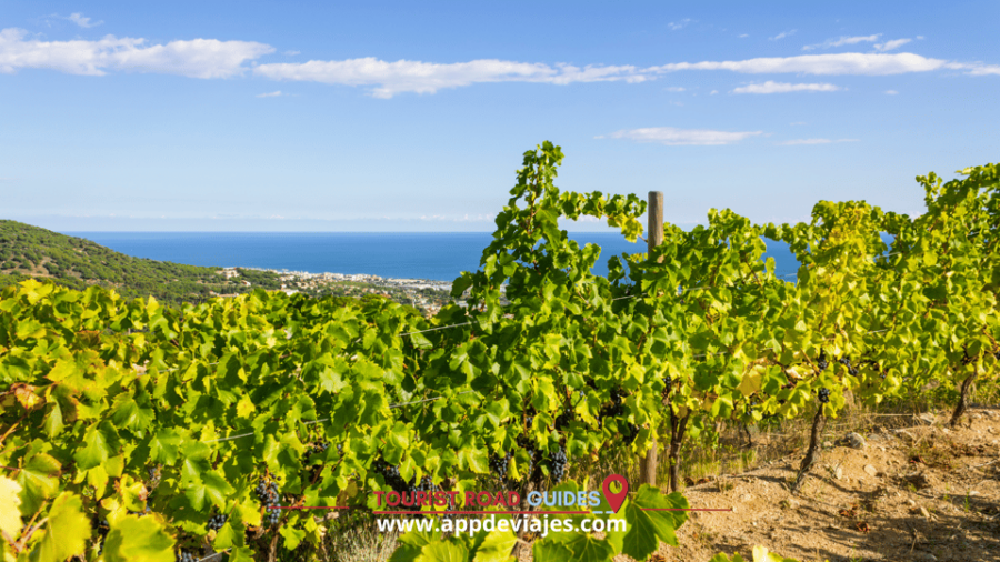 From Barcelona: Helicopter, Winery, Lunch Premium & Spa - Overview and Pricing