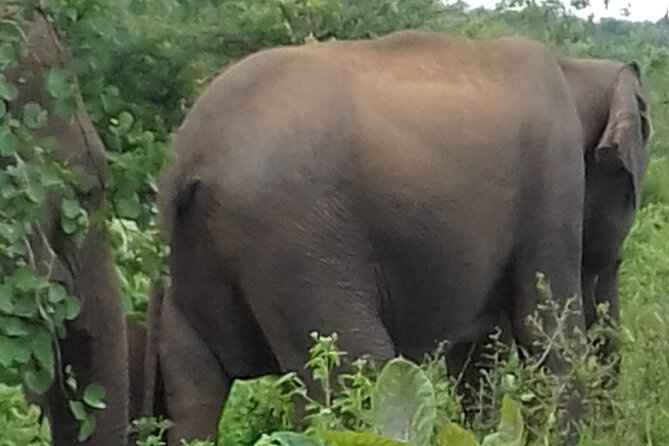 From Kandy Visit Yala Saffari and Drop Mirissa One Day - Good To Know