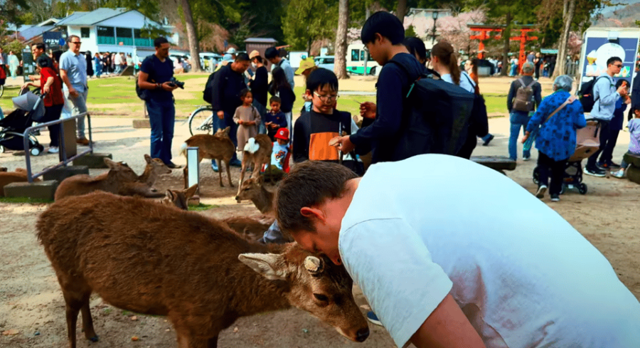 From Kyoto/Osaka: Nara Sightseeing Private Day Tour