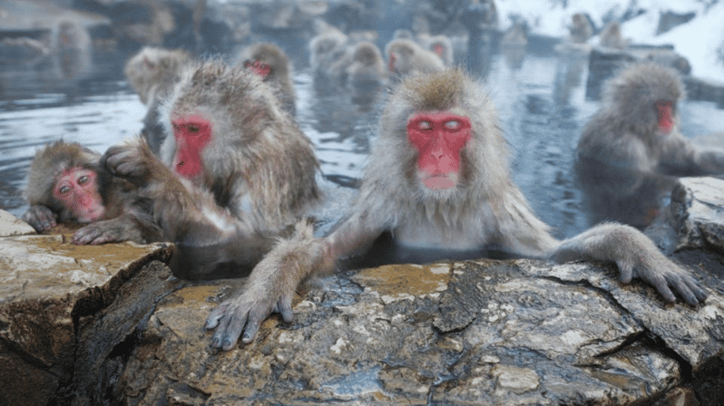 From Tokyo Memorabele Snow Monkey Park & Zenkoji Temple Tour - Tour Overview and Pricing