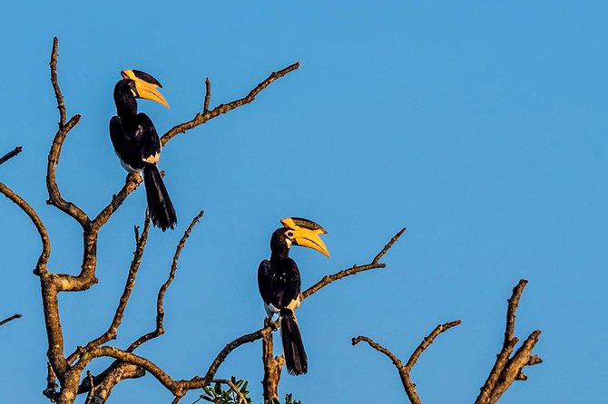 Full Day Bundala Safari With Picnic Lunch From Hambantota Harbour - Good To Know