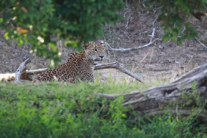 Full Day Private Yala Safari Trip With Lunch - Good To Know
