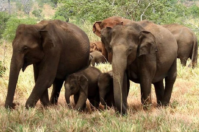 Full Day Shared Safari at Yala National Park by La Safari Inn Tours - Good To Know