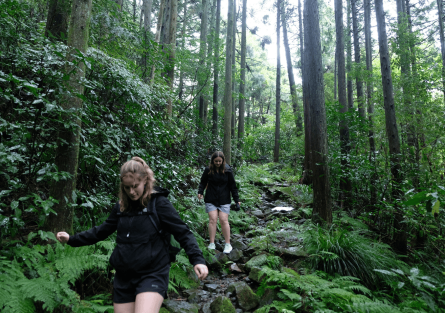 Hakone: Forest Bathing Hike With Lake Ashi and Mt. Fuji View - Tour Overview and Pricing