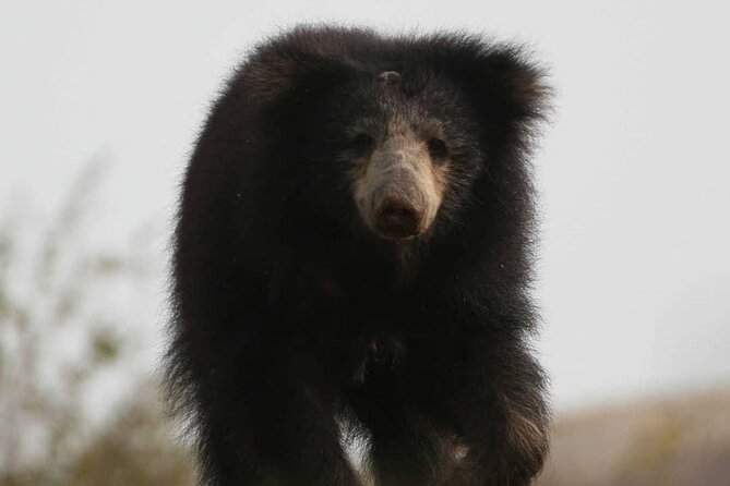 Half Day Activity in Yala Safari - Activity Overview