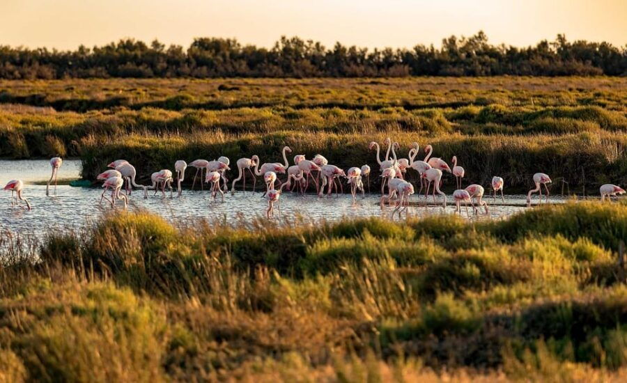 Half Day Camargue Wine Tour: Fortified City and Rosé Wines