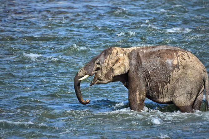 Half-Day Jungle Ride in Corbett National Park From Dhikuli - Good To Know