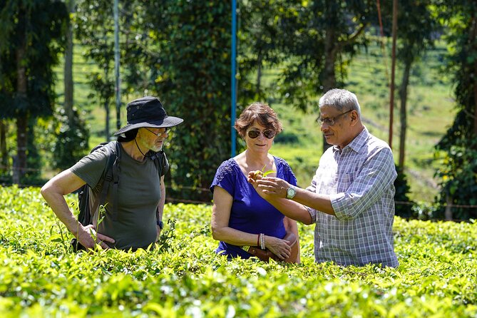 Half Day Thekkady Tea Trail Tour - Good To Know