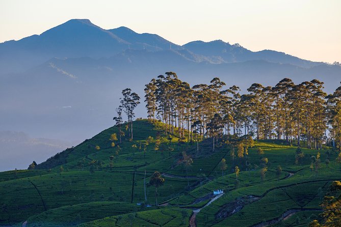 Haputale Highlands From Nuwara Eliya - Scenic Drive to Haputale Highlands