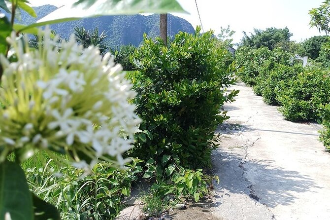 Hoa Lu Tam Coc 1 Day Group Tour From Hanoi - Good To Know