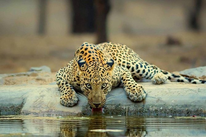 Jaipur Half Day Jhalana Leopard Safari - Good To Know