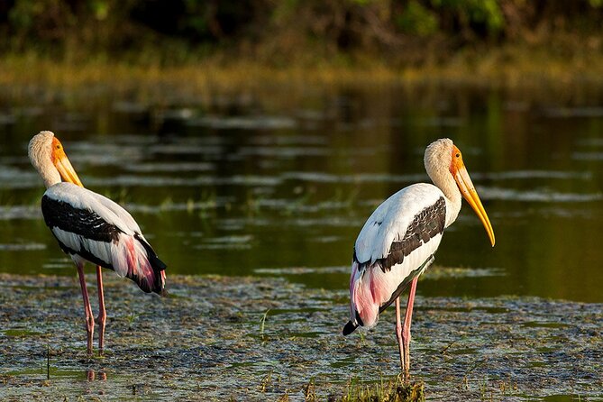 Jeep Safari To Kaudulla National Park From Trincomale & Nilaveli - Tour Inclusions