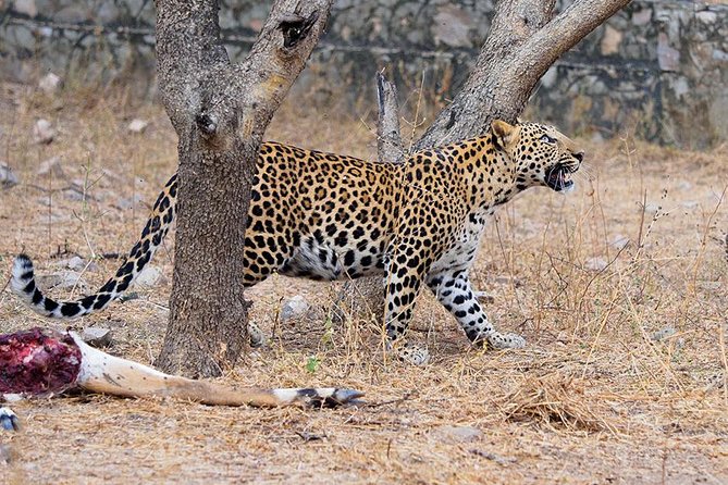 Jhalana Guided Leopard Safari - Jaipur - Tour Inclusions