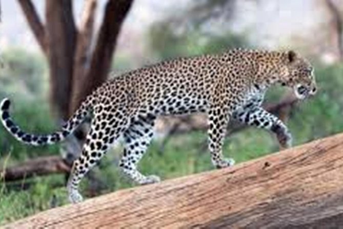 Jhalana Safari Park Leopard- One Jungle Jeep Safari And One Night Stay In Hotel - Good To Know