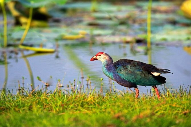 Kalametiya Bird Sanctuary Catamaran Bird Watching Tour - Good To Know