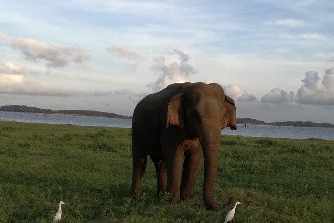 Kaudulla National Park From Negombo Inclusive of Jeep Safari - Tour Details and Highlights