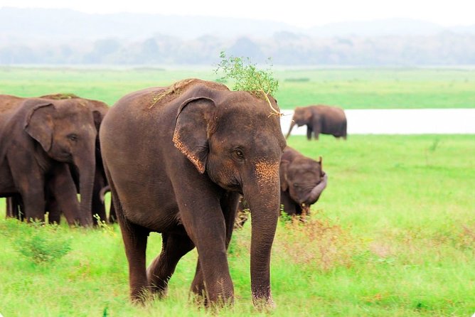 Kaudulla National Park Private Safari - Good To Know