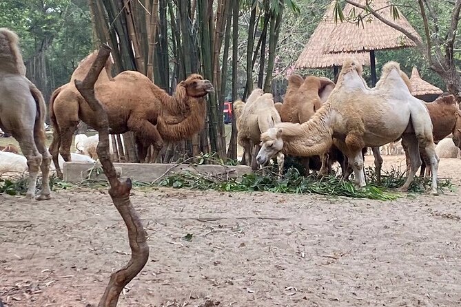 Kids Friendly Private Tour: Zoo Aquarium Safari or Amusement Park - Good To Know