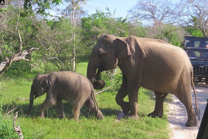 Kumana National Park Safari From Arugam Bay ( Jeep+ Tickets ) - Meeting Point