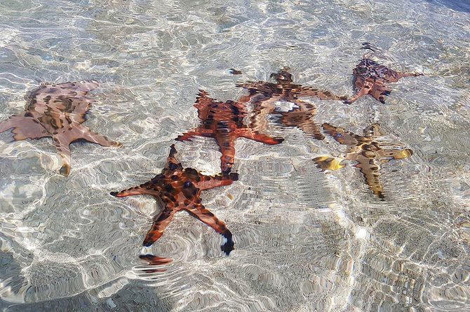 Lombok Pink Beach Island Hopping & Snorkeling With Japanese Speaking Guide - Good To Know