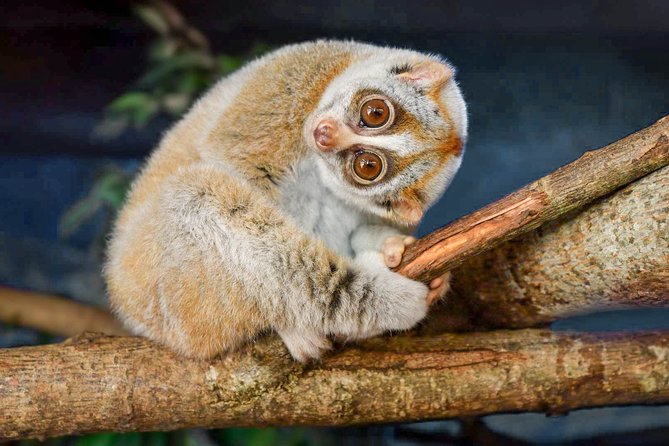 Loris Watching From Polonnaruwa - Good To Know
