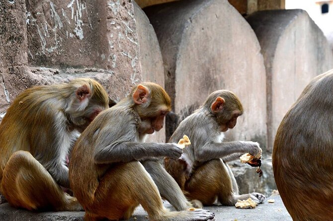 Mathura Excursion From Agra - Good To Know