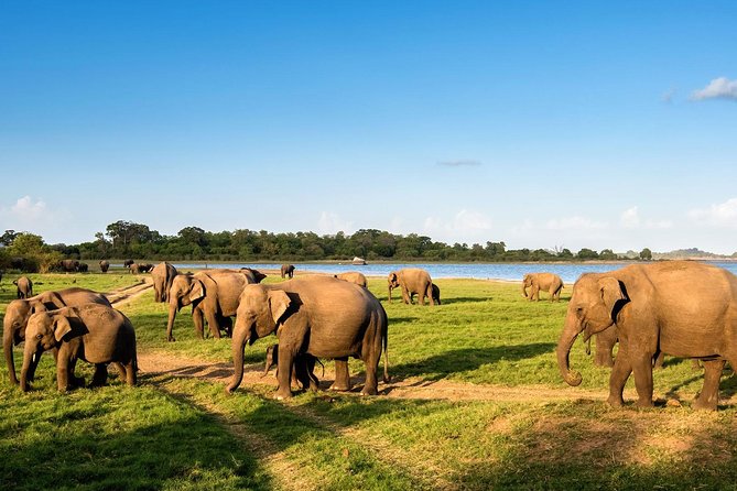 Minneriya Elephant Safari Drive From Trincomalee - Safari Experience Overview