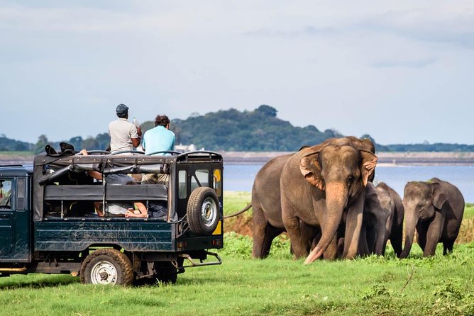 Minneriya National Park Half Day Jeep Safari - Good To Know