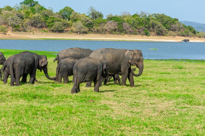 Minneriya National Park Private Safari From Habarana - Good To Know