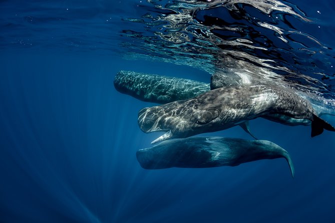 Mirissa Whale Watching Private Day Trip From Colombo or Negombo - Good To Know