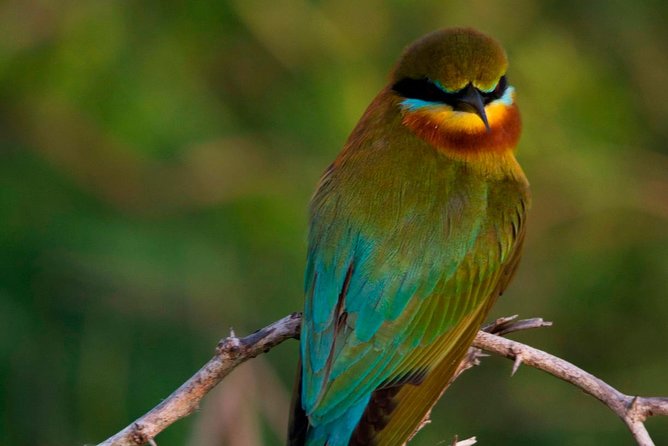 Morning Private Safari at Bundala Park by Yala La Safari Tours - Good To Know