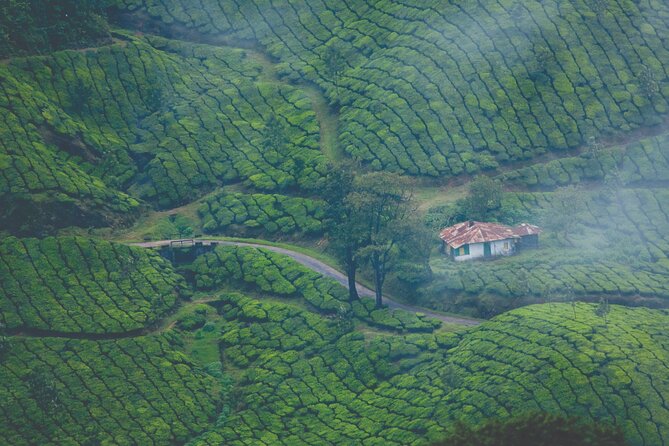 Munnar Day Return Excursion Ex Kochi Covering All Essentials - Good To Know