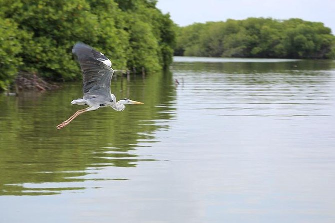 Muthurajawela Bird Watching Boat Tour - Good To Know