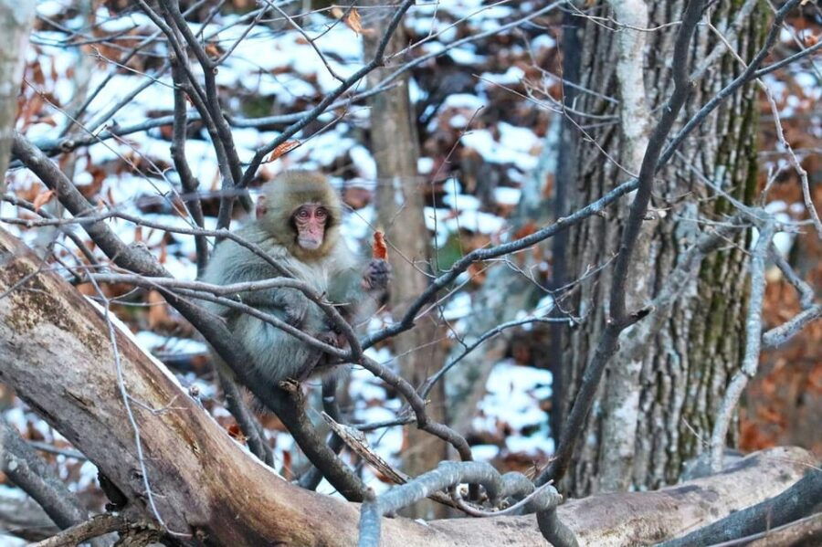 Nagano: Snow Monkeys, Zenkoji Temple
