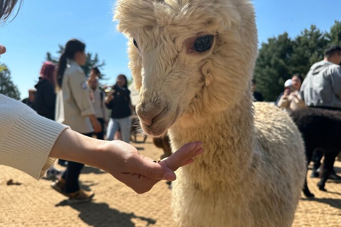 Nami Island, Alpaca World With Samaksan Lake Cable Car Day Tour - Good To Know