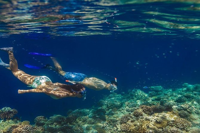 Night Snorkeling Experience in Dhiffushi Island - Good To Know