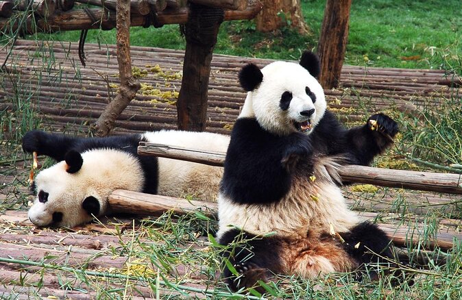 One Day Trip to Panda Base and Dujiangyan Irrigation Project - Good To Know