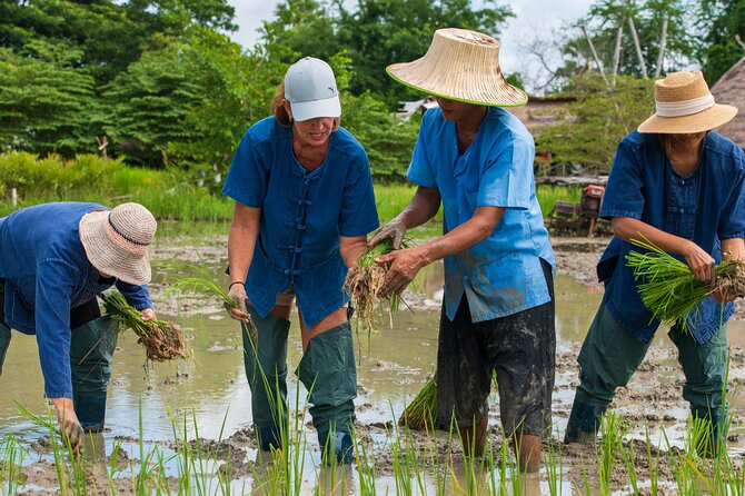 Plough to Plate: Be a Rice Farmer in Phetchaburi From Hua Hin - Good To Know