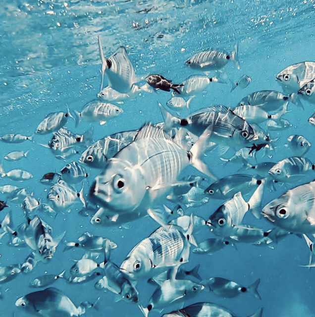 Port De Sóller: Snorkeling Tour With Professional Guide